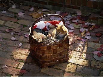 《堕落之主》现已通过了Steam Deck验证